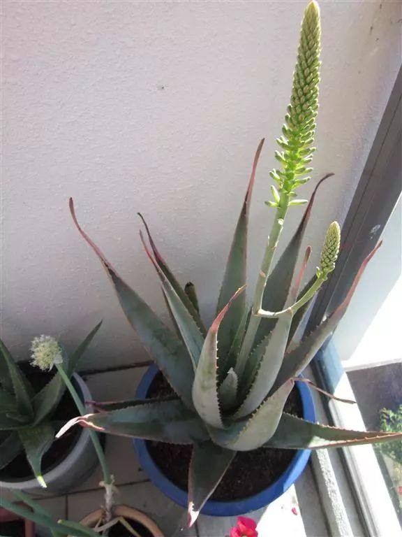 綠蘿、吊蘭等，10種常見花卉的各項&OpenCurlyDoubleQuote;需求指標&rdquo;，養花人收藏