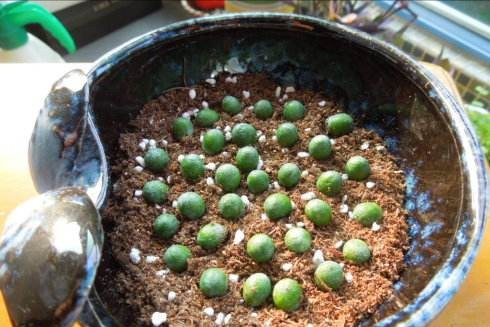 路上撿到“4顆”種子，扔進花盆，兩個月長成“小盆景”，很珍貴