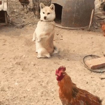 狗界中&OpenCurlyDoubleQuote;通人性&rdquo;的4種狗，你對它多好，它就守護你多久