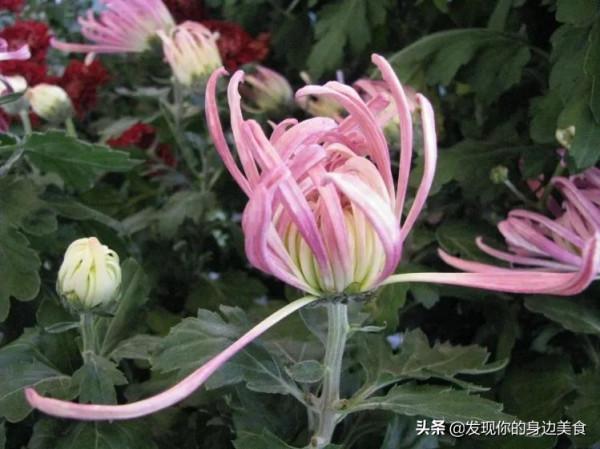 傲霜菊花奪人眼