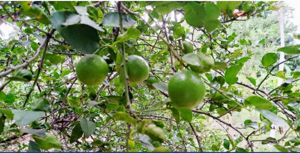 緬甸這種水果全身是寶!長得像檸檬,如今價低還沒有銷量 緬甸這種水果全身是寶!長得像檸檬,如今價低還沒有銷量