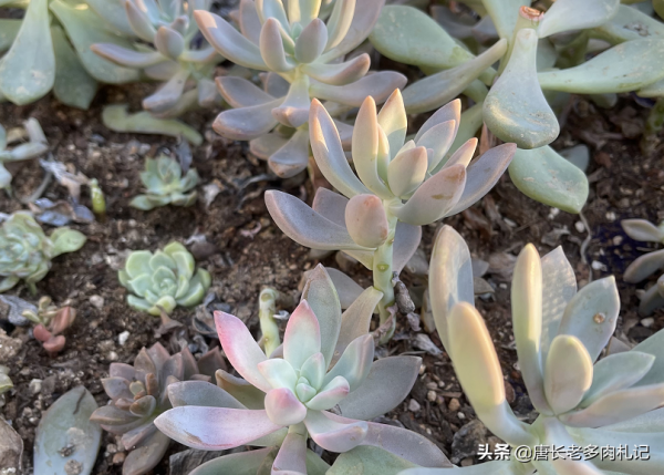 養肉養貓兩難全,為了不讓貓刨自己的多肉,大家都用了哪些辦法? 養肉養貓兩難全,為了不讓貓刨自己的多肉,大家都用了哪些辦法?