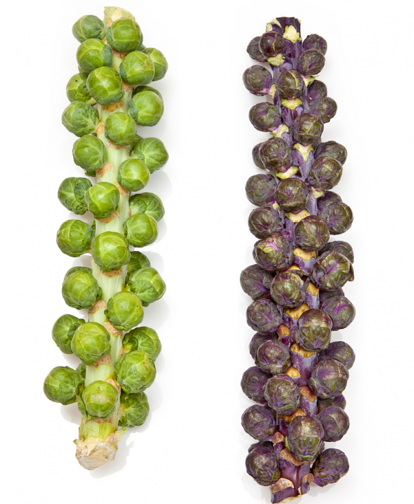 帶您認識富硒蔬菜——抱子甘藍