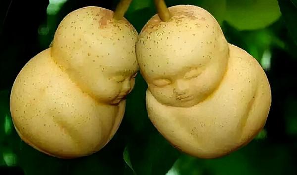 這十大全國頂尖的稀有水果,你都吃過哪些? 這十大全國頂尖的稀有水果,你都吃過哪些?