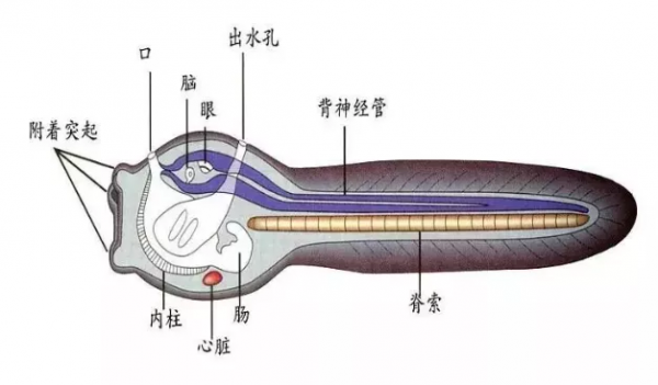 大腦與心臟連線的開端&mdash;&mdash;甚至早於脊椎動物的進化起源