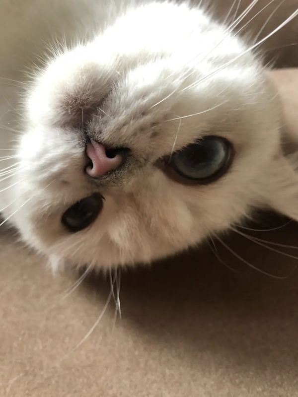 室友的貓它叫充電寶哈哈哈哈哈