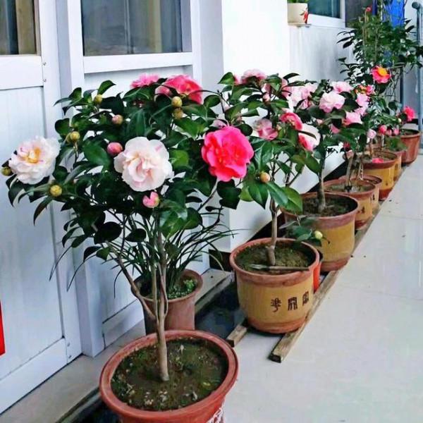 “100種花”適合養在陽臺上，一個比一個好看，還很好養護