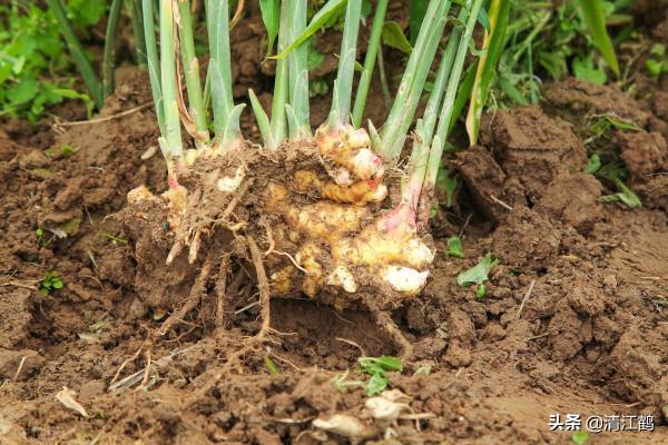 生薑種子窖藏:不凍不腐保溫保溼,翌年播種發芽率95%以上 生薑種子窖藏:不凍不腐保溫保溼,翌年播種發芽率95%以上