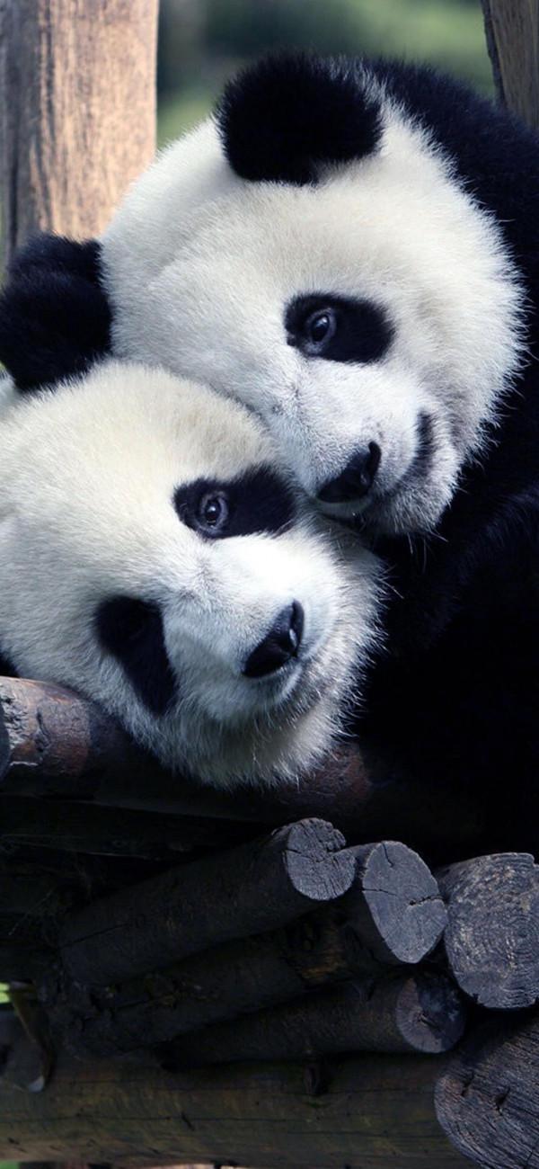 人間小可愛：圓滾滾胖嘟嘟呆萌的大熊貓