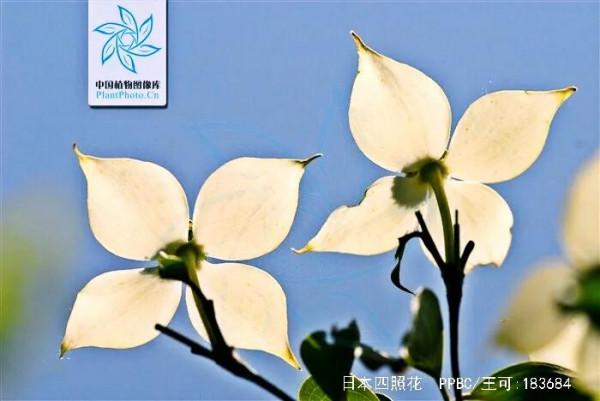 四照花～春有亮葉，夏花如蝶，秋有紅葉紅果，極具觀賞價值