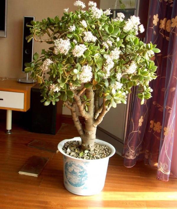 11種“富貴花”，適合養在客廳，好看又好養，養人又吉祥