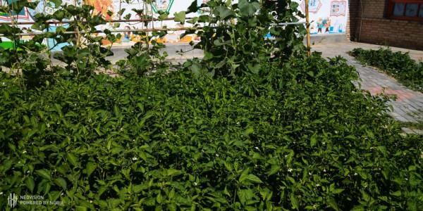 親近自然,感受勞動的快樂------張明中心幼兒園種植園採摘活動 親近自然,感受勞動的快樂------張明中心幼兒園種植園採摘活動