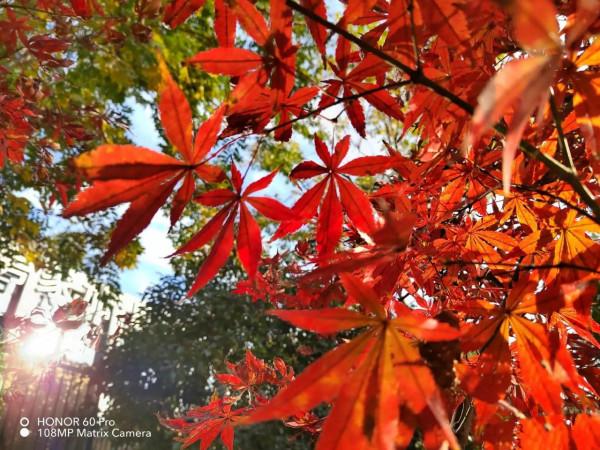 榮耀60Pro影像效果實測與簡介 榮耀60Pro影像效果實測與簡介