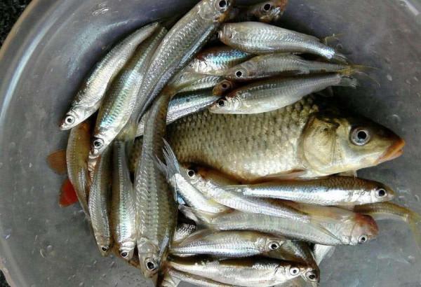 冬天最好釣的小魚:銀鮈,味美好釣分佈廣 冬天最好釣的小魚:銀鮈,味美好釣分佈廣