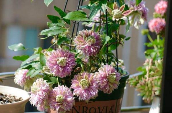 廚房廢品加點水,給花來一點,不花錢也能養出“極品花” 廚房廢品加點水,給花來一點,不花錢也能養出“極品花”