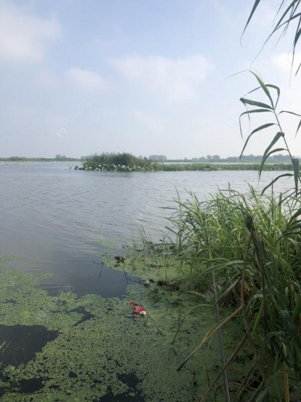 2021垂釣日誌之48，白馬湖高溫揮汗提鯽忙