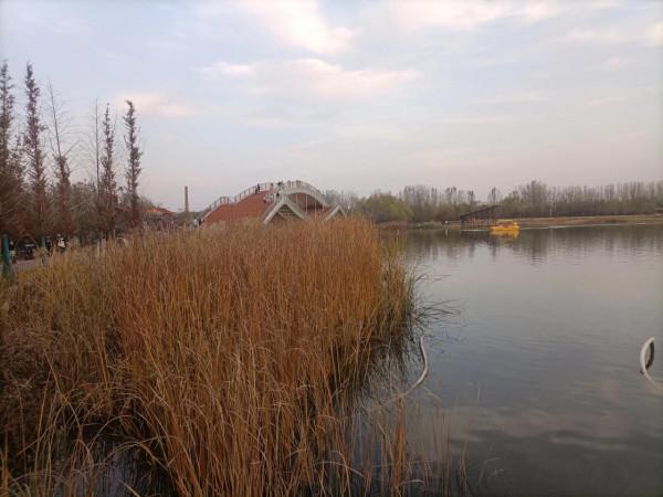 南飛大雁書人字，墜地紅葉燃相思。望穿秋水競無義，萬解楓