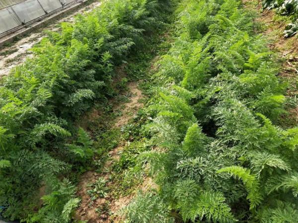 種植胡蘿蔔，肥料沒少用，產量卻很低，正確的施肥方法要掌握