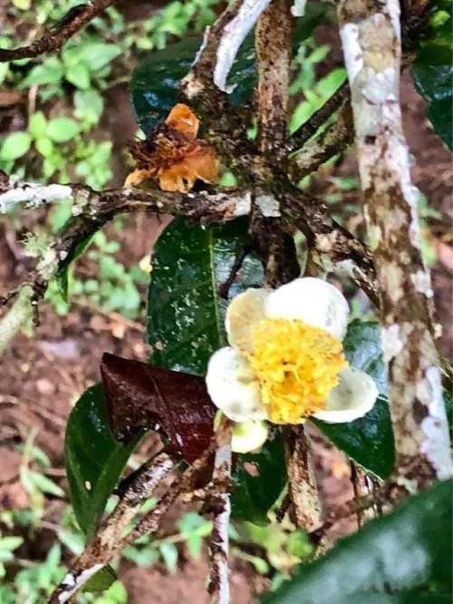 「普洱茶山行」乾貨分享賀開古樹普洱茶蘭香撲面何處來? 「普洱茶山行」乾貨分享賀開古樹普洱茶蘭香撲面何處來?