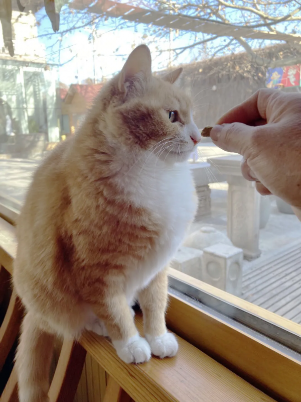 小仙拒絕零食，有多難