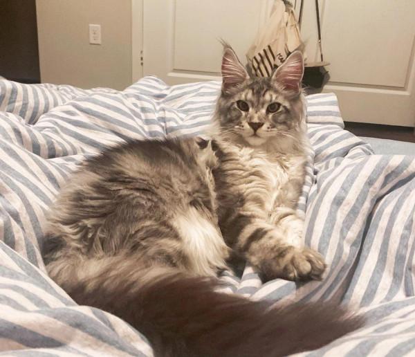 這幾種貓“沒有攻擊性”，非常溫順，適合有小孩的家庭養