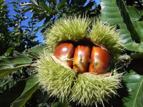 TA長得像刺蝟,全身都是寶 TA長得像刺蝟,全身都是寶