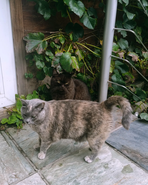 做你的影子,好不好? 做你的影子,好不好?