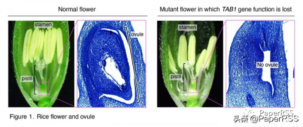 Development：日本科學家發現水稻決定水稻產量的TAB1基因