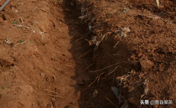 果樹爛根死樹的原因分析及應對措施