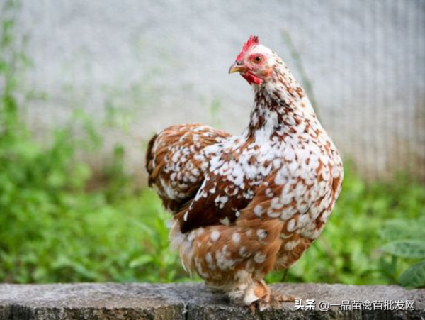 養這種雞肉很甜,一年能下250個雞蛋的“矮人雞”應該很有搞頭吧 養這種雞肉很甜,一年能下250個雞蛋的“矮人雞”應該很有搞頭吧