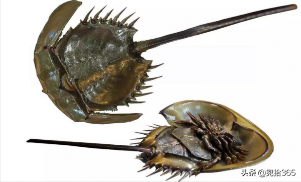 福建一男子海邊垂釣，在沙灘上遇二級&OpenCurlyDoubleQuote;國保&rdquo;，有人認識嗎？