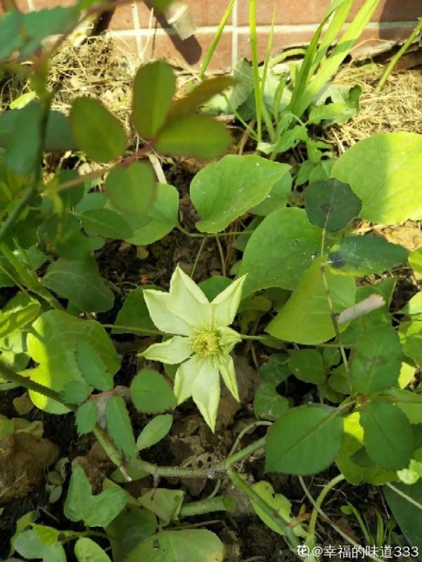 缺德商販，把“綠化草”包裝成“進口花”來賣，上當的人真不少