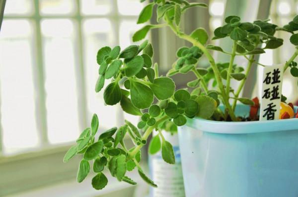 家裡養盆碰碰香,滿屋都是蘋果味,葉片亮麗,太漂亮了 家裡養盆碰碰香,滿屋都是蘋果味,葉片亮麗,太漂亮了