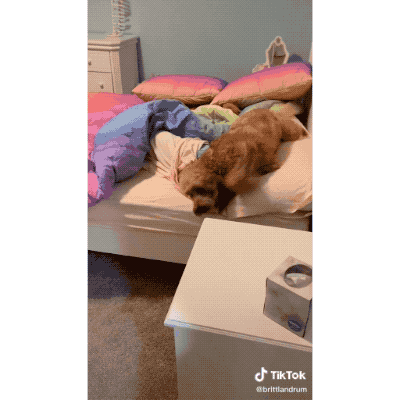 為了不讓小朋友賴床,家長想出妙招,放狗狗出馬去撒嬌賣萌叫起床 為了不讓小朋友賴床,家長想出妙招,放狗狗出馬去撒嬌賣萌叫起床