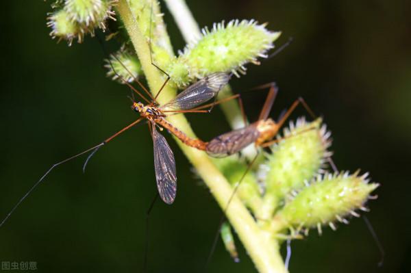 36歲小夥吃何首烏治脫髮,肝衰竭,提醒:這5種中藥別隨便擅自吃 36歲小夥吃何首烏治脫髮,肝衰竭,提醒:這5種中藥別隨便擅自吃