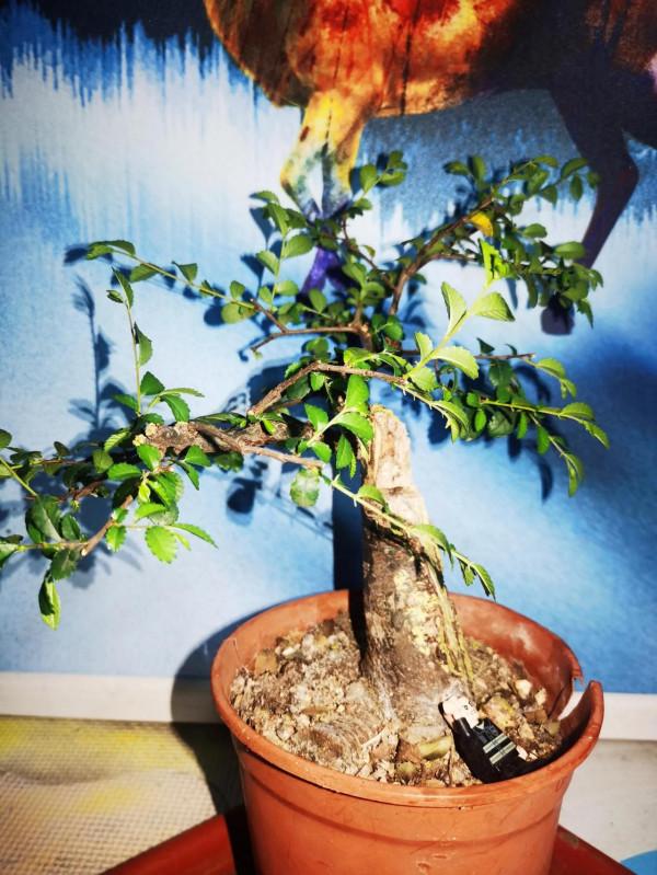 新人做盆景,榔榆是不二之選 新人做盆景,榔榆是不二之選