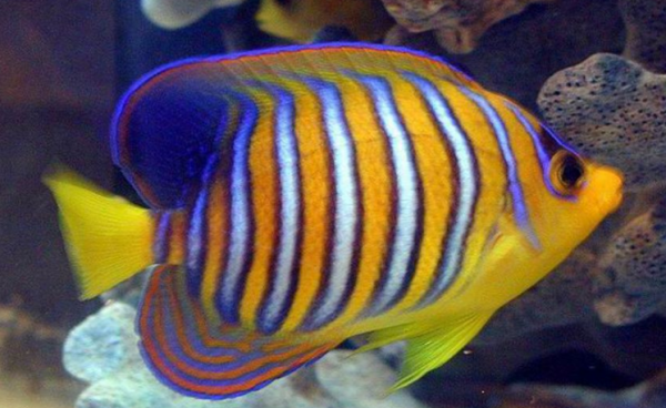 66張圖片帶你看看，那些有著驚豔“顏值”的動物