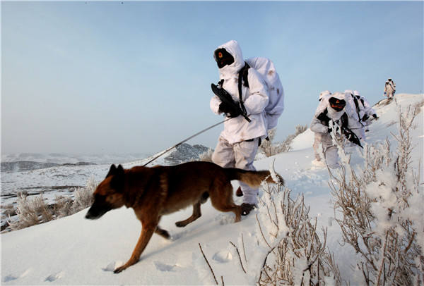 西藏最感恩狼群，見軍人便趴地致敬，只因母狼產崽，戰士輪番餵食