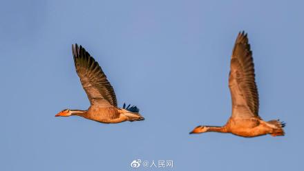 福建首次記錄到新鳥種斑頭雁 福建首次記錄到新鳥種斑頭雁