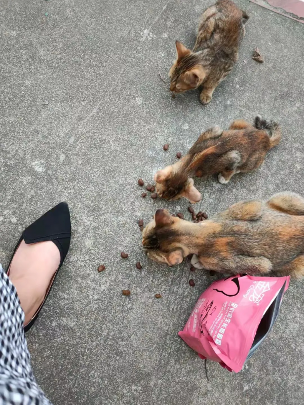 會敲門要食物的流浪貓