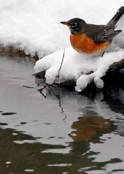 雪中精靈，太美了
