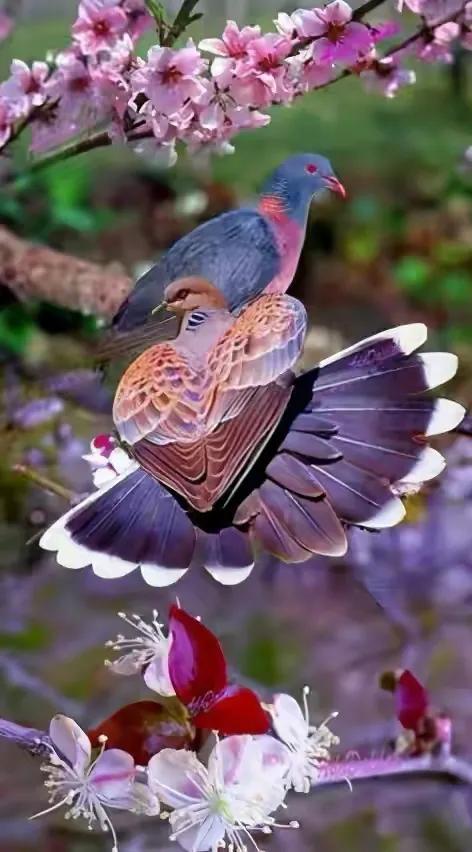 幾十年罕見的鳥，認識兩種算你牛.