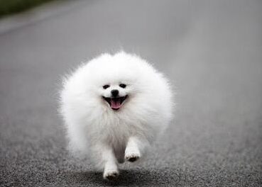 對博美犬健康的10種食物,一般家庭都有 對博美犬健康的10種食物,一般家庭都有