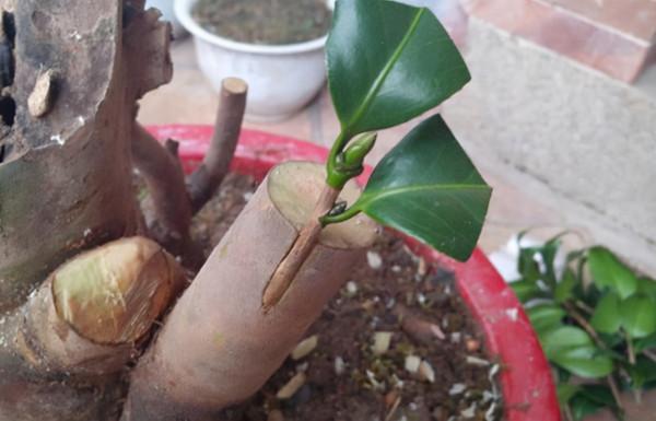 “桂花”嫁接“小葉冬青”,變成“開花機器”,200米內都香 “桂花”嫁接“小葉冬青”,變成“開花機器”,200米內都香