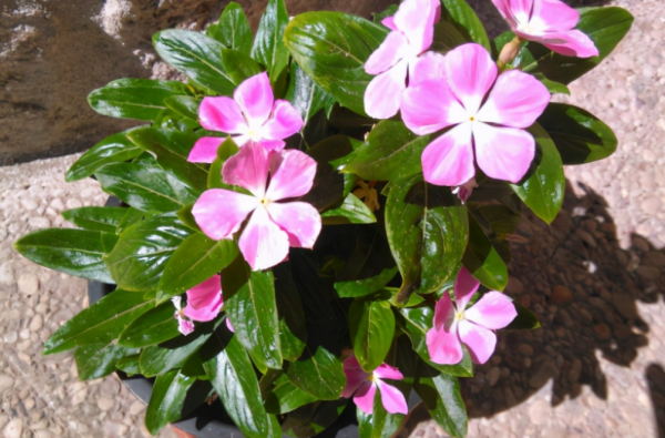 園藝小白入門,甭錯過這些施肥問題 園藝小白入門,甭錯過這些施肥問題