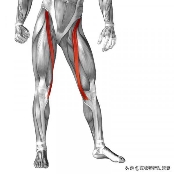 人體最長的肌肉——縫匠肌的運動功能和肌力訓練