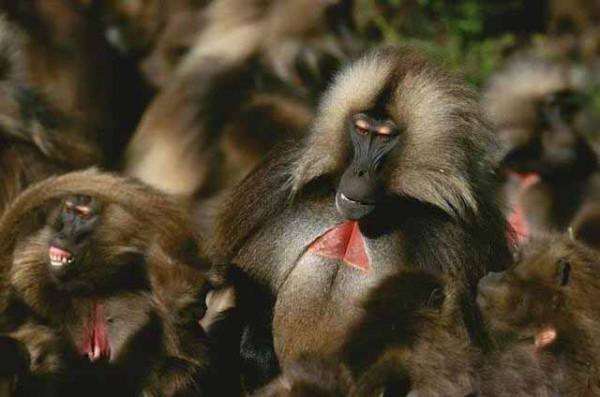 央視野生動物紀錄片《獅尾狒：山地之王》全1集