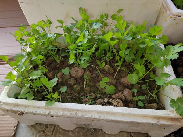 陽臺上有小驚喜