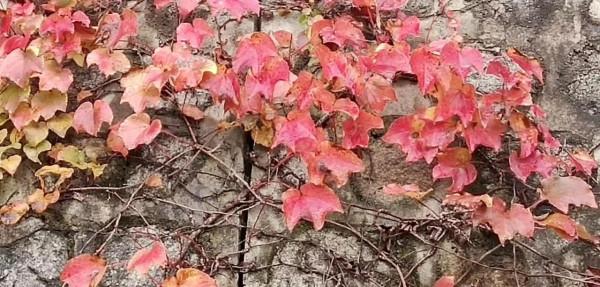 詩人馬躍秋末自由詩《秋天的傾訴》/圖為手機隨拍