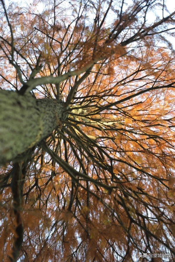 冬日紅杉！望城這條路自帶電影氛圍感→